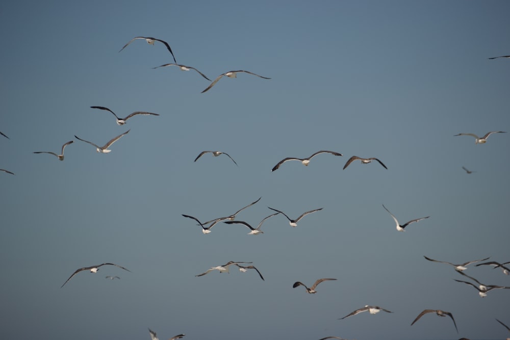 flock of birds flying during daytime