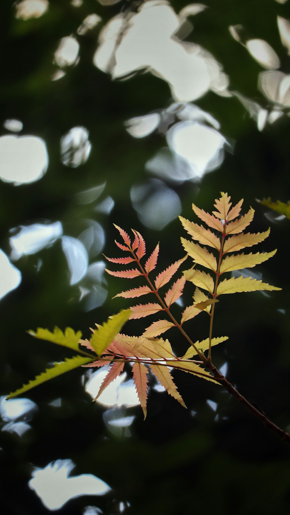 brown and green leaves in tilt shift lens