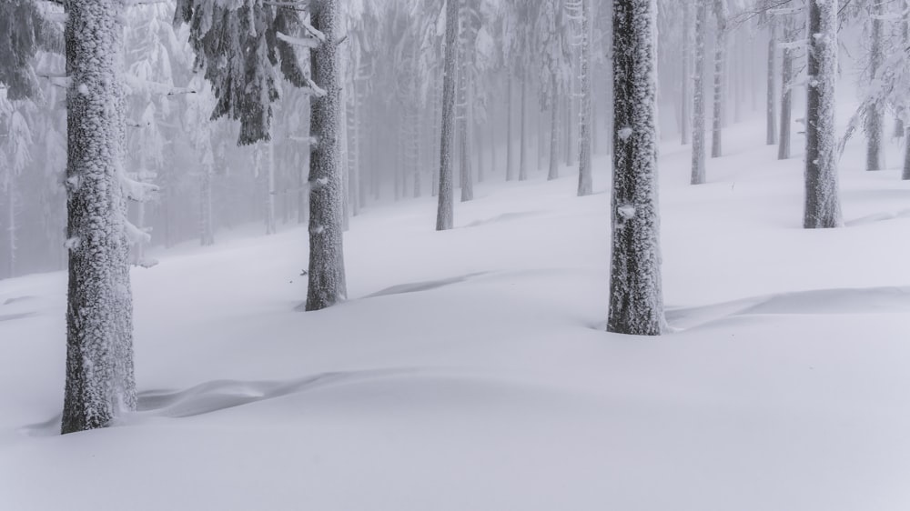 snow covered trees during daytime