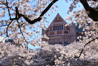 Historic university building framed by blooming trees in spring