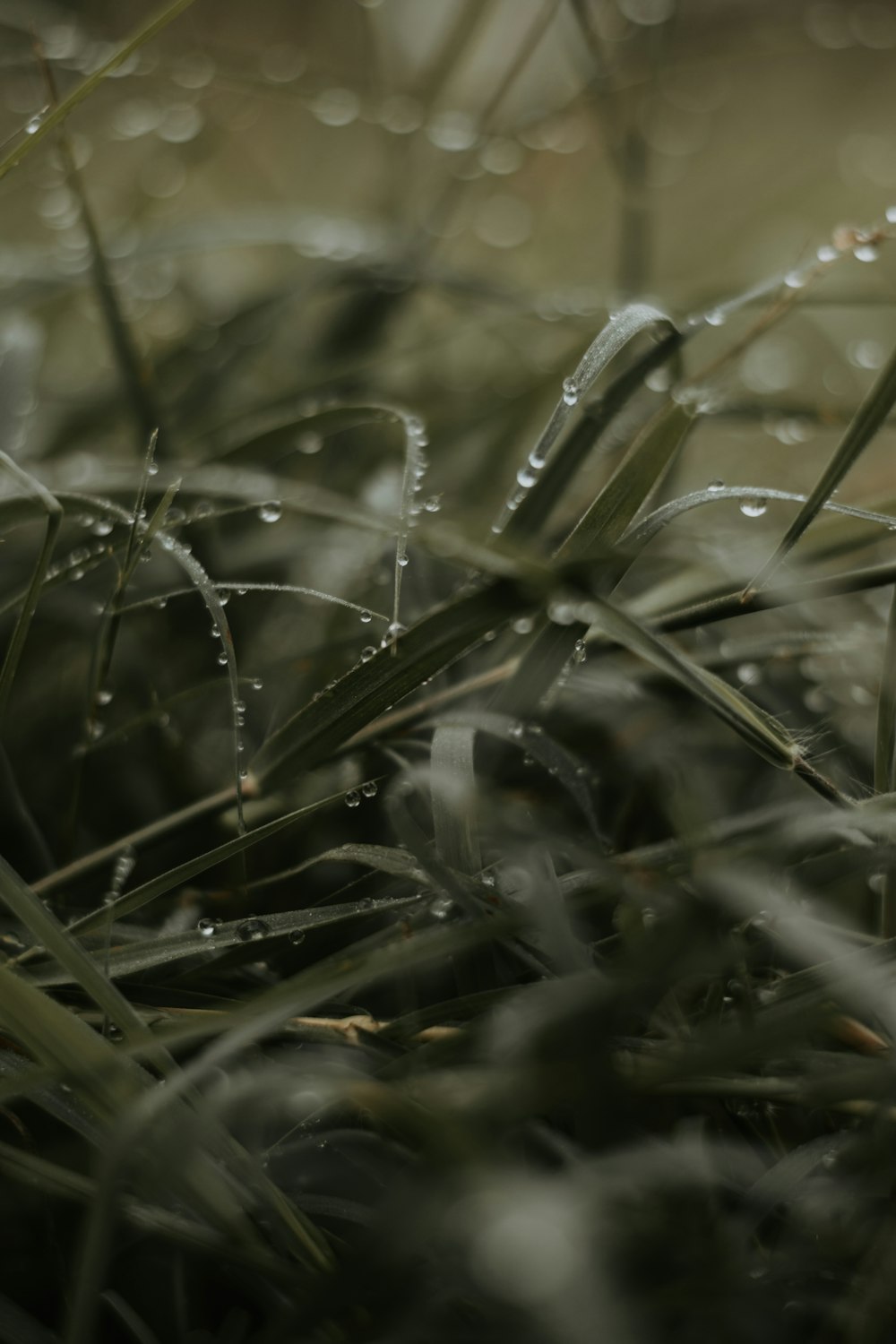 緑の芝生に水滴