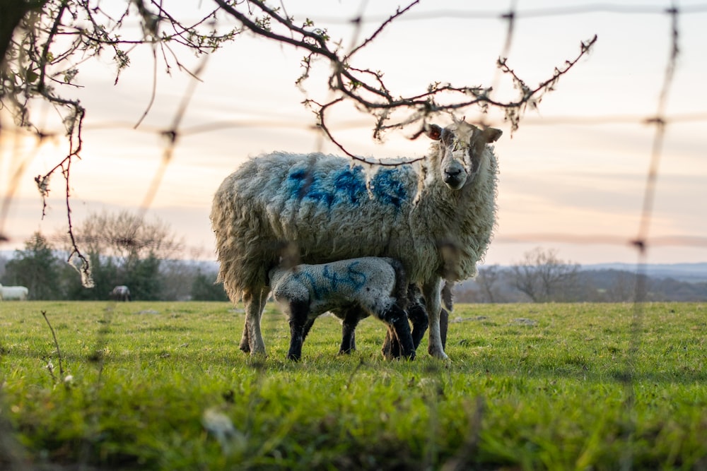 white sheep on green grass field during daytime