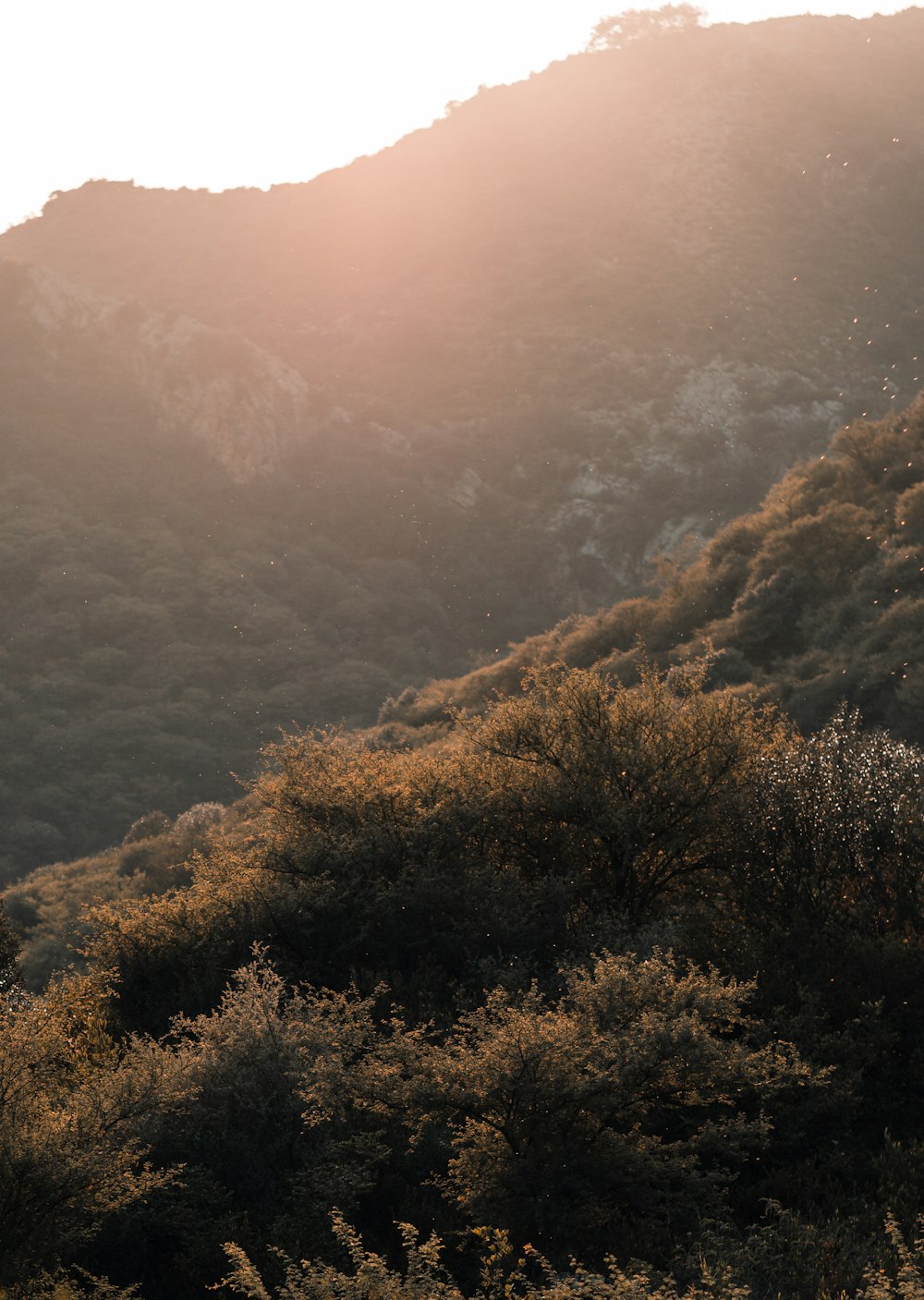 green and brown trees on mountain during daytime