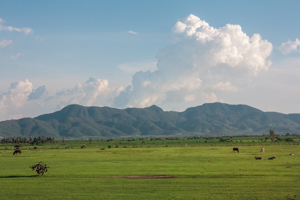 green grass field near mountain under white clouds during daytime