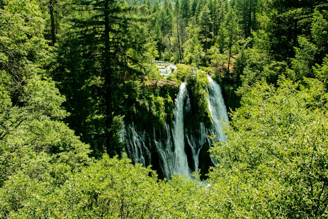 A lush green forest with tall trees surrounding a beautiful cascading waterfall. The waterfall flows down a rocky cliff surrounded by dense vegetation and greenery.