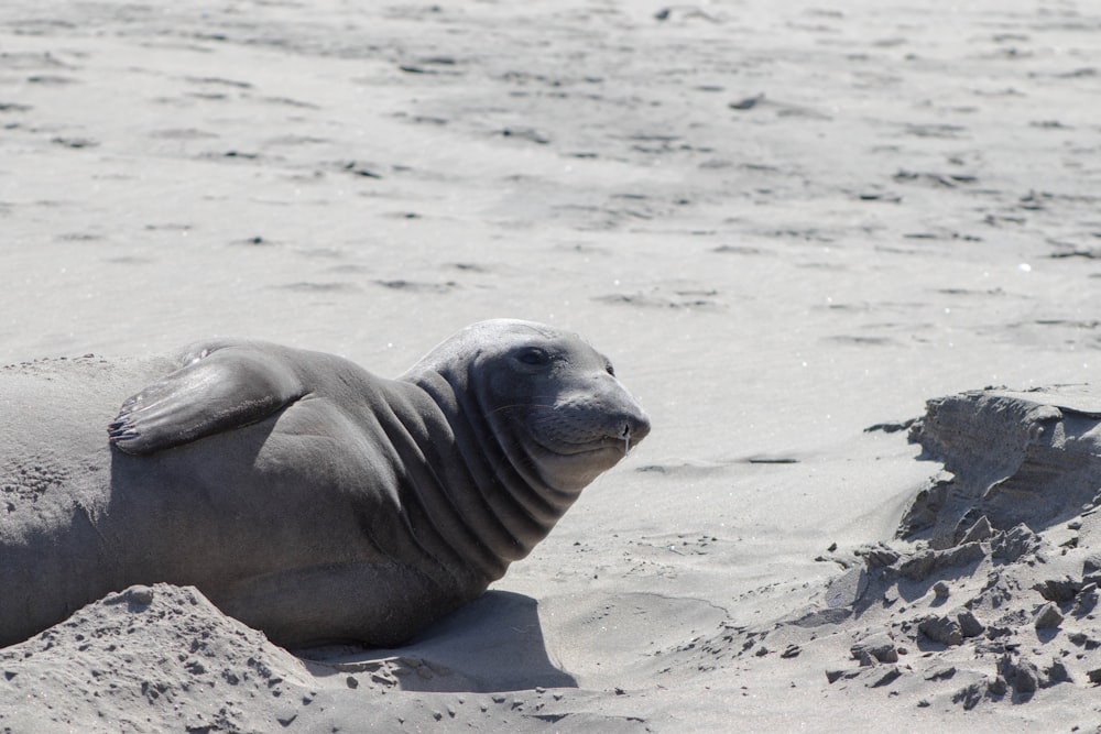 sea lion on beach shore during daytime