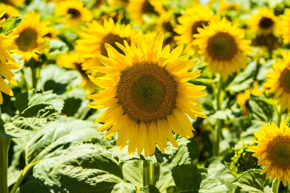 yellow sunflower in close up photography