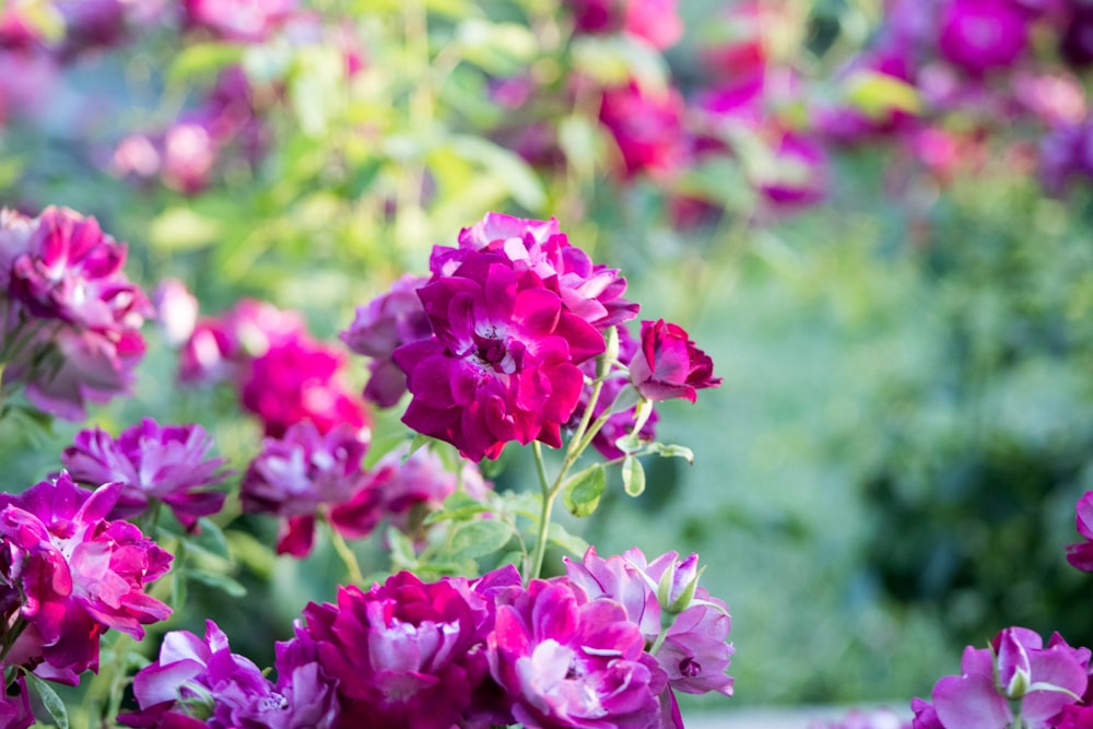 pink flowers in tilt shift lens