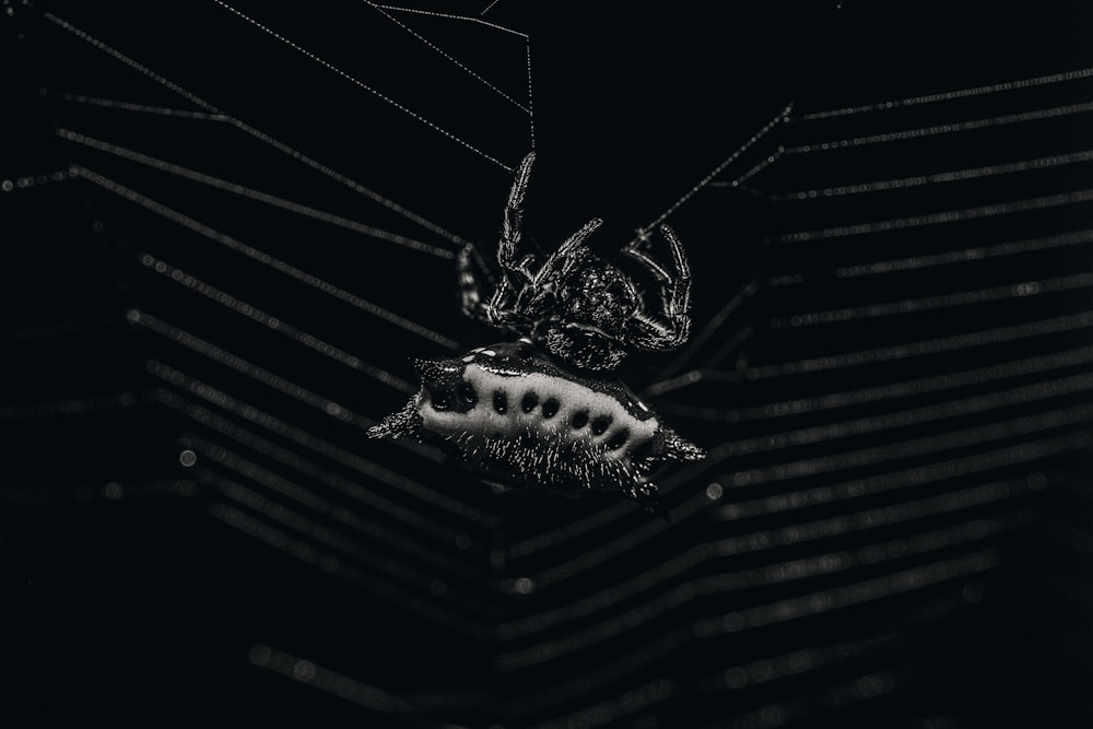 black and white spider on web in close up photography