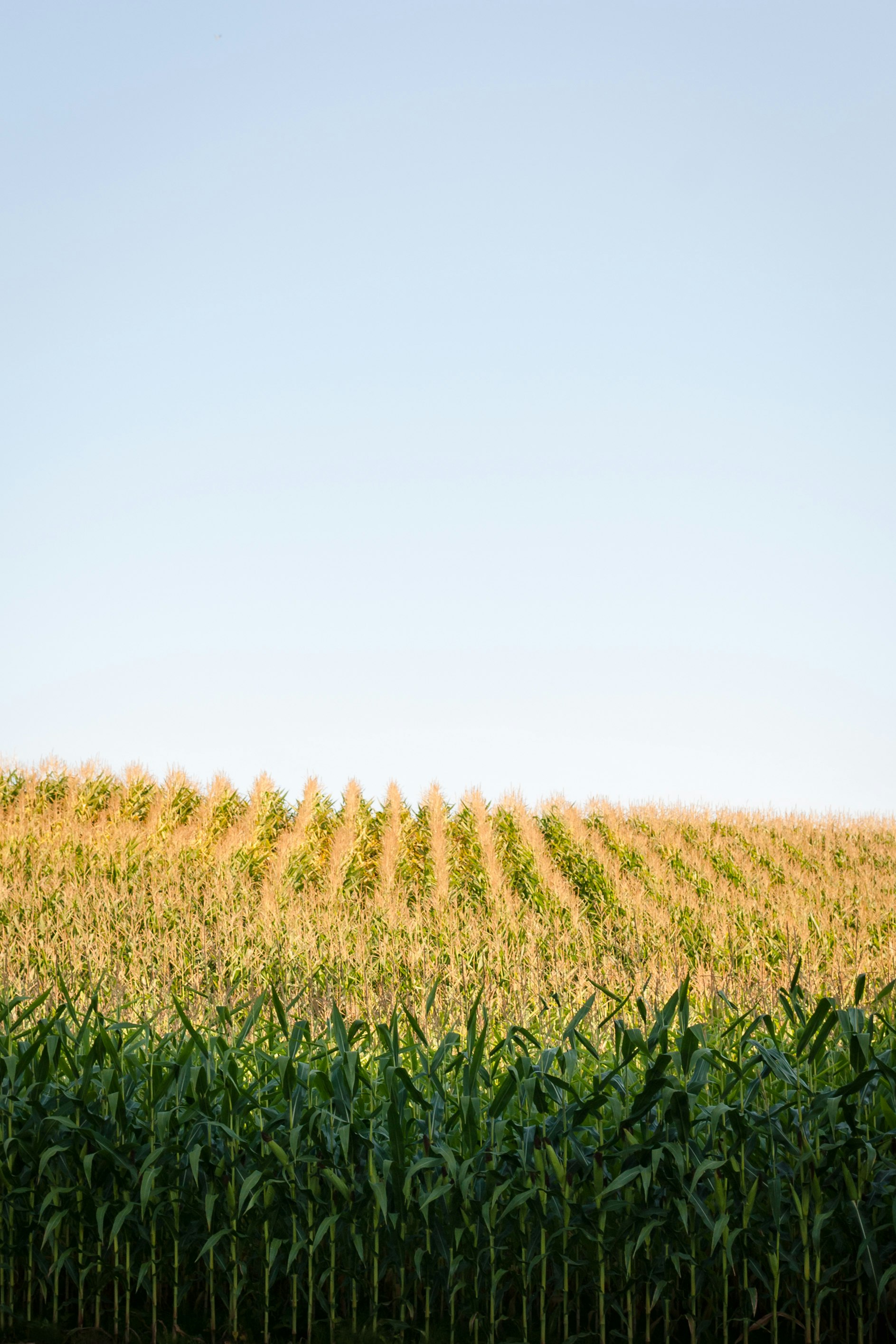 Soybean/Corn special update
8/16/22