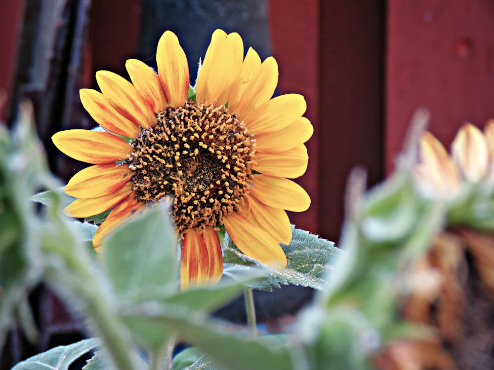 yellow sunflower in tilt shift lens