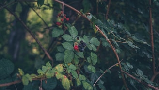 Close-up of a blackberry bush being carefully removed by hand in a lush green backyard.