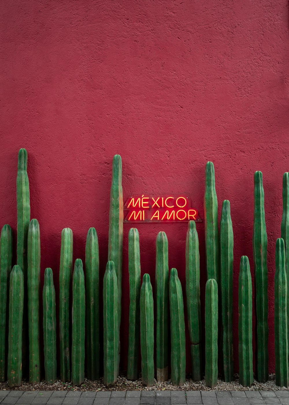 red painted wall with green cactus plants