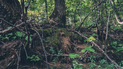 green moss on brown tree trunk serbia google meet background