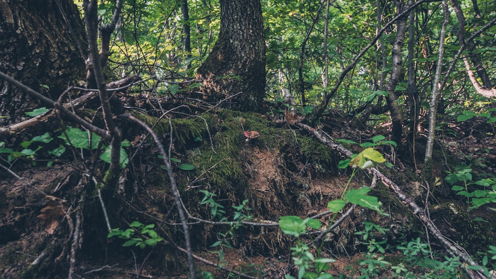 green moss on brown tree trunk