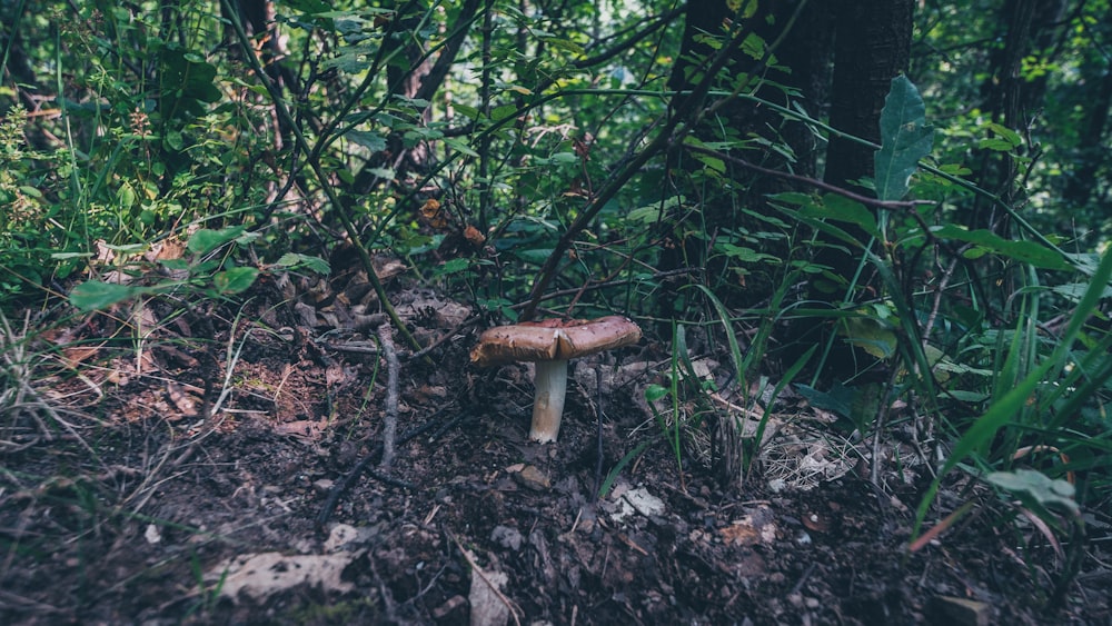 brown mushroom on green grass