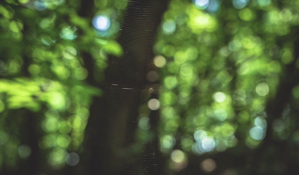 water droplets on spider web during daytime