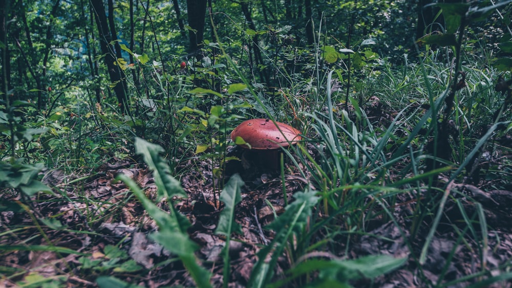 brown mushroom on green grass during daytime