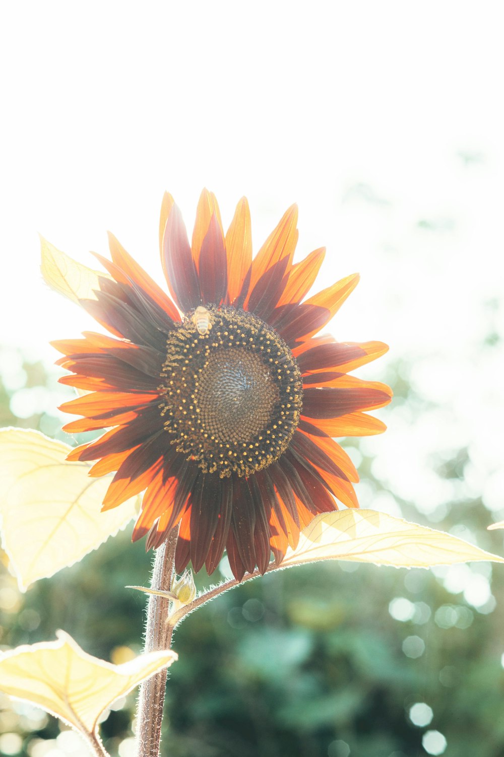 orange sunflower in close up photography