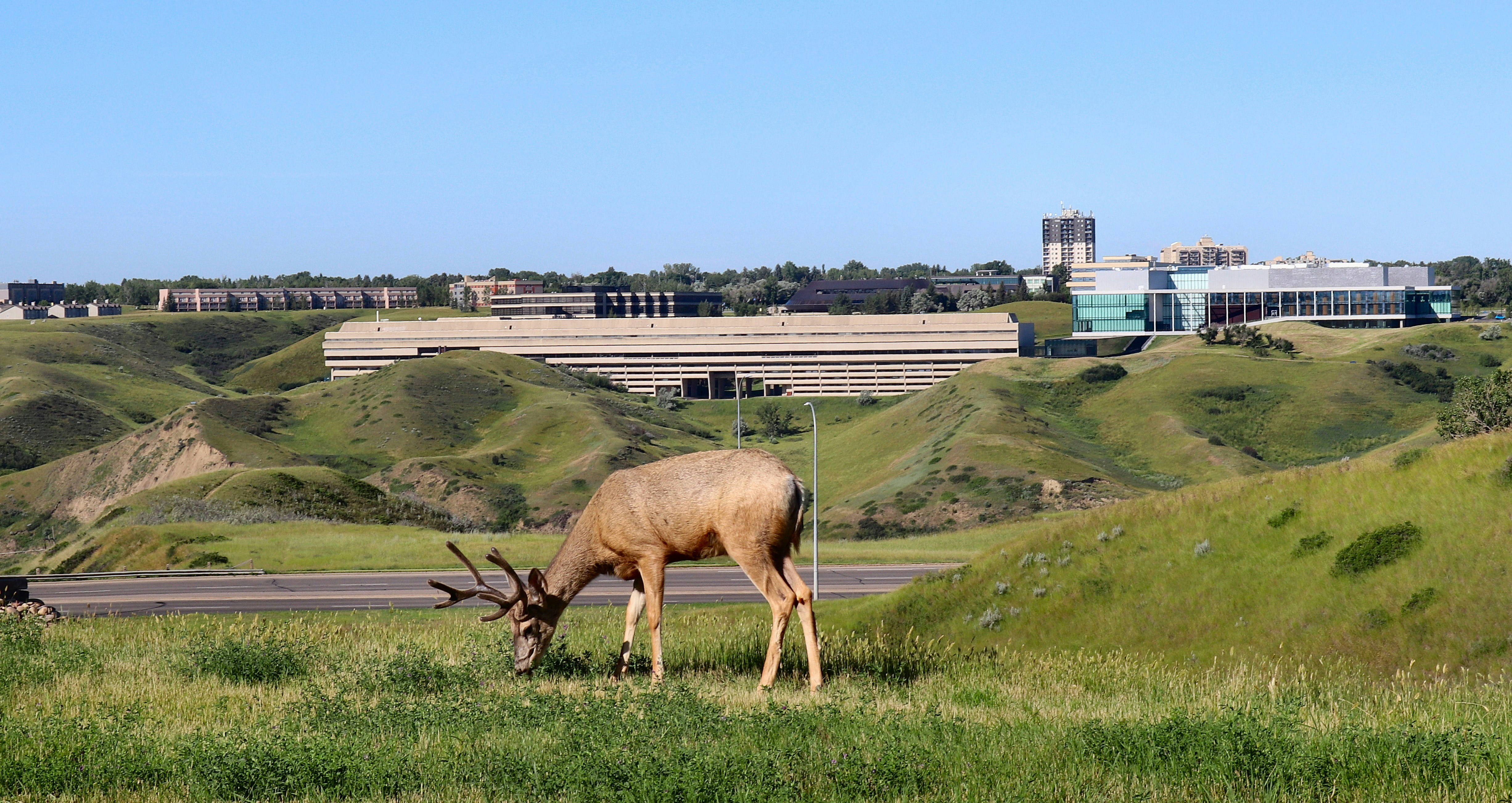 brown deer on green grass field during daytime