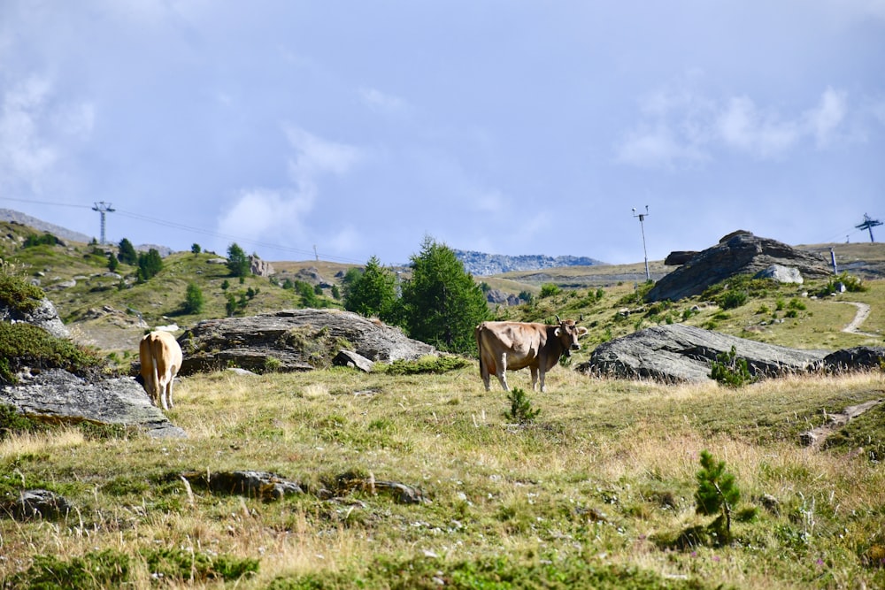 mucca marrone e bianca sul campo di erba verde durante il giorno