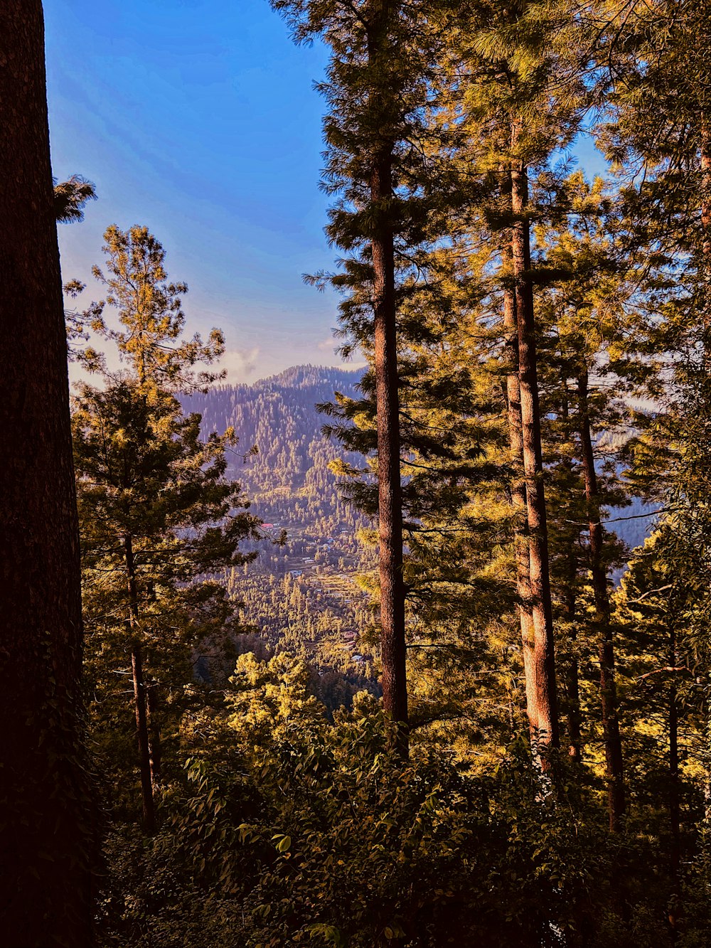 green trees near mountain under blue sky during daytime