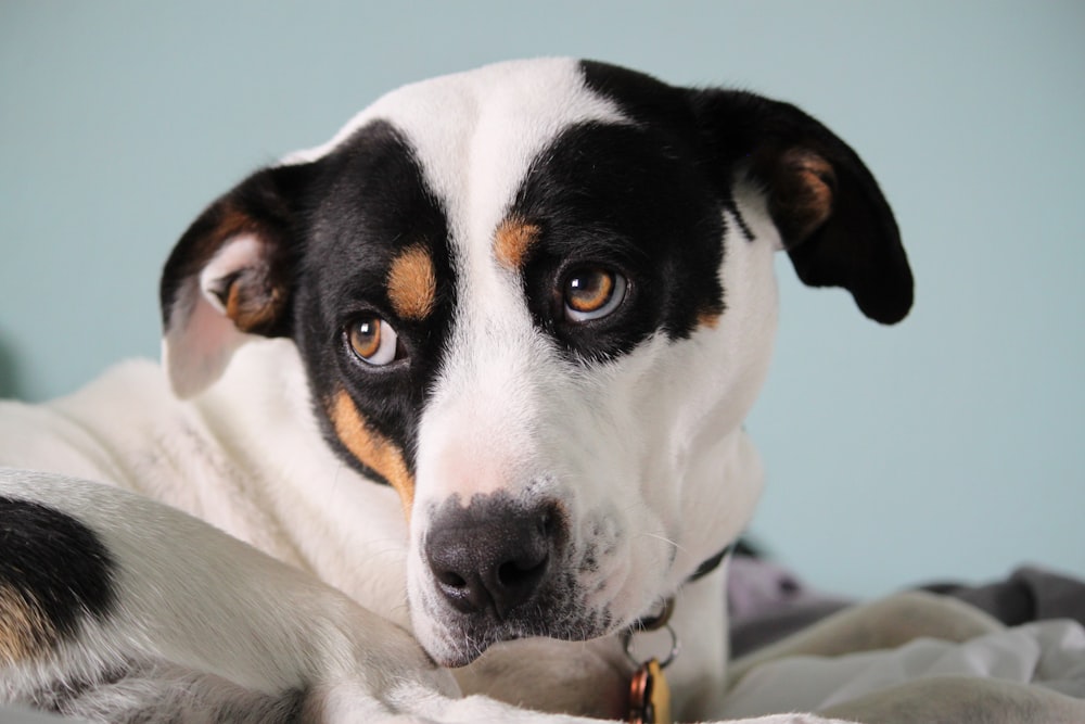 black and white short coated dog