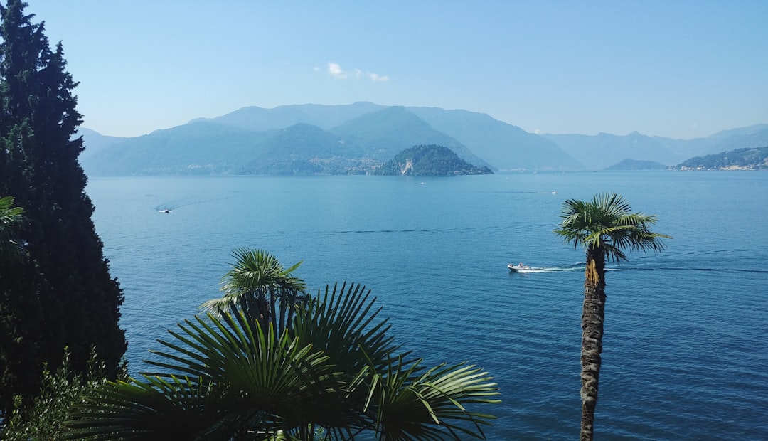 green palm tree near body of water during daytime