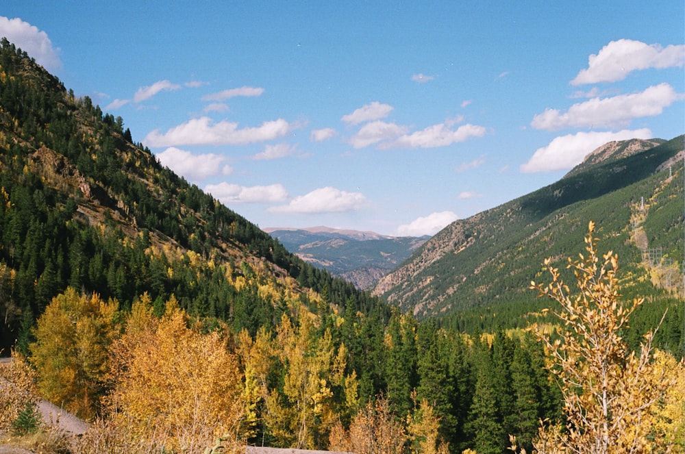 green trees on mountain under blue sky during daytime