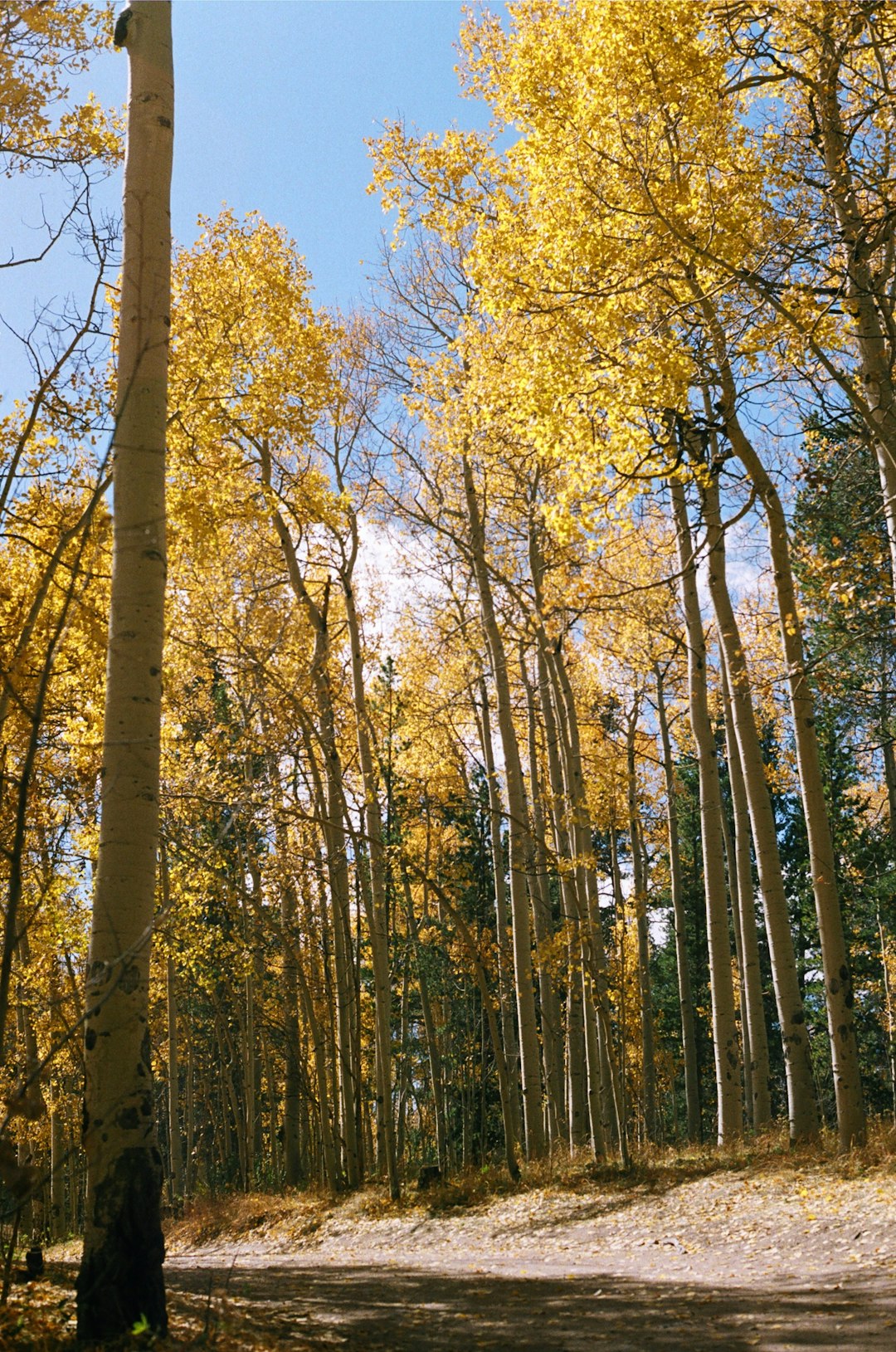 yellow and green trees during daytime