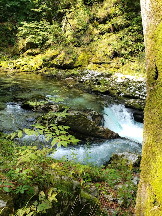 green moss on brown tree trunk near river during daytime in Triglav National Park Slovenia