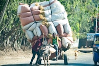 white and brown horse with brown and white horse carriage