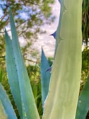 A close-up view of agave plant leaves, showcasing their thick, green texture with pointed tips. The background is slightly blurred, displaying green foliage and hints of blue sky.