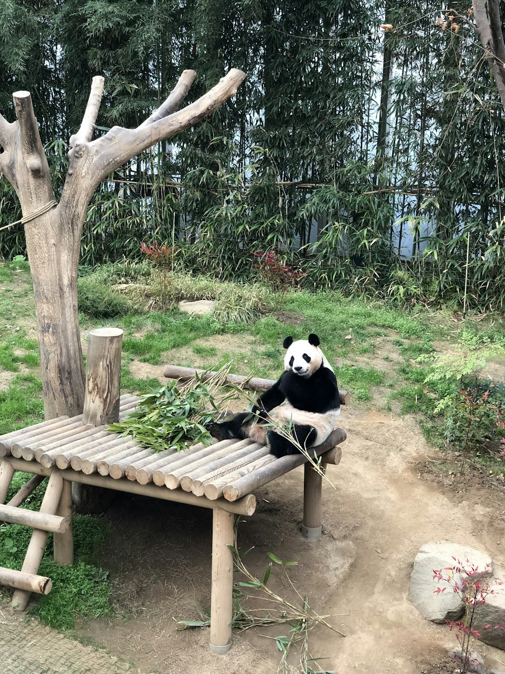 panda on brown wooden bench