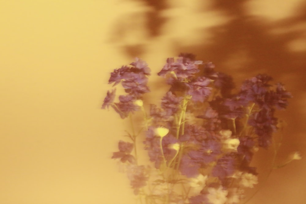 purple flowers under orange sky