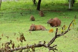 A family of capybaras relaxing near a calm waterhole surrounded by greenery.