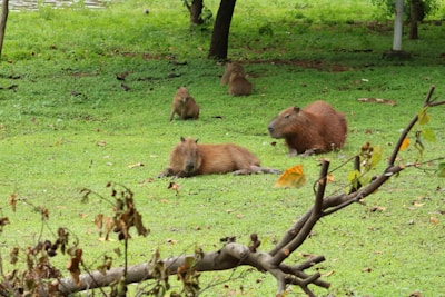 A family of capybaras relaxing near a calm waterhole surrounded by greenery.