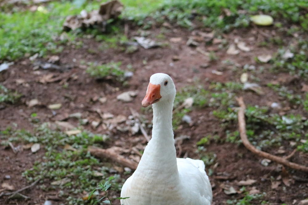 white duck on green grass during daytime