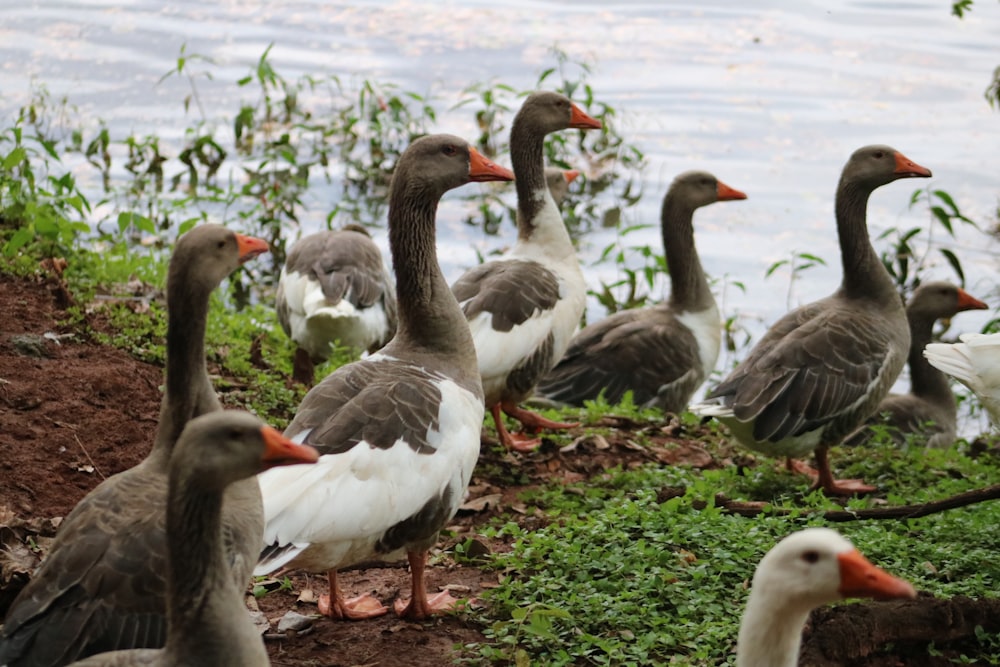 troupeau d’oies sur l’herbe verte pendant la journée