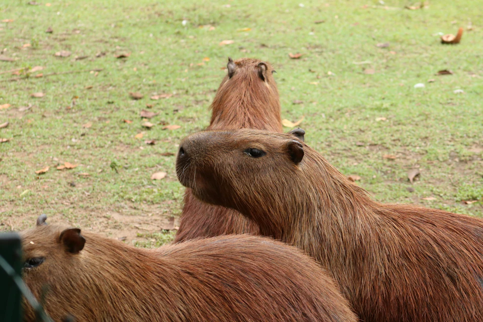 The image shows three brown rodents standing together on a grassy field. The rodents are facing different directions, with one looking to their left and two others looking towards the right side of the frame. In the background, there is a green fence visible behind the rodents.
