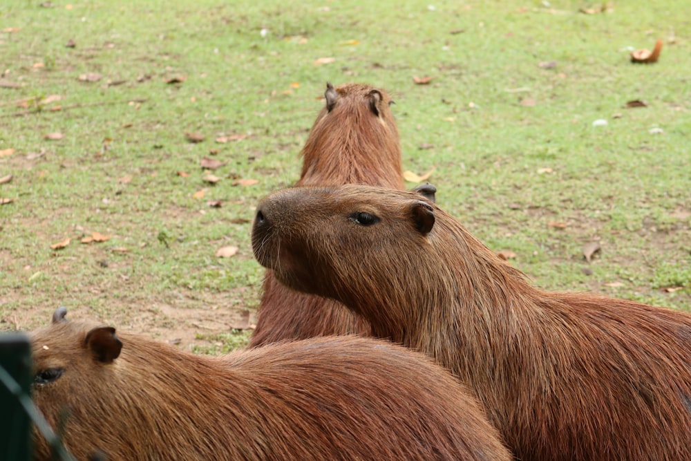 brown animal on green grass during daytime