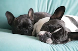Two fluffy French Bulldogs cuddled together on a cozy couch in a Tarrant County home.