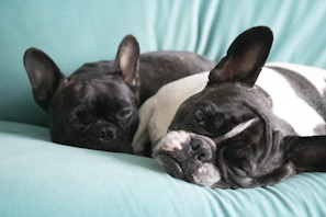 Two blue French Bulldog puppies snuggling together in a sunlit corner of a wooden porch.
