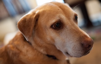 A close-up of a light brown dog with soulful eyes and a black collar. The background is softly blurred, which draws attention to the dog's expressive face and shiny fur.