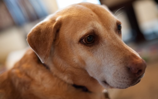 A close-up of a light brown dog with soulful eyes and a black collar. The background is softly blurred, which draws attention to the dog's expressive face and shiny fur.