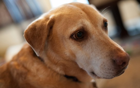 A close-up of a light brown dog with soulful eyes and a black collar. The background is softly blurred, which draws attention to the dog's expressive face and shiny fur.