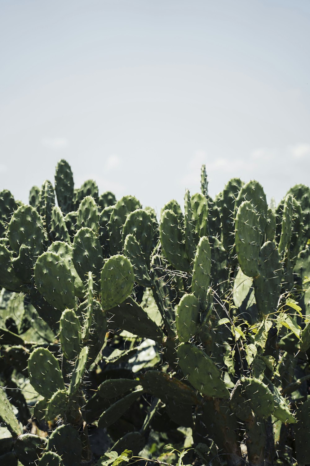 plante de cactus vert sous le ciel blanc pendant la journée