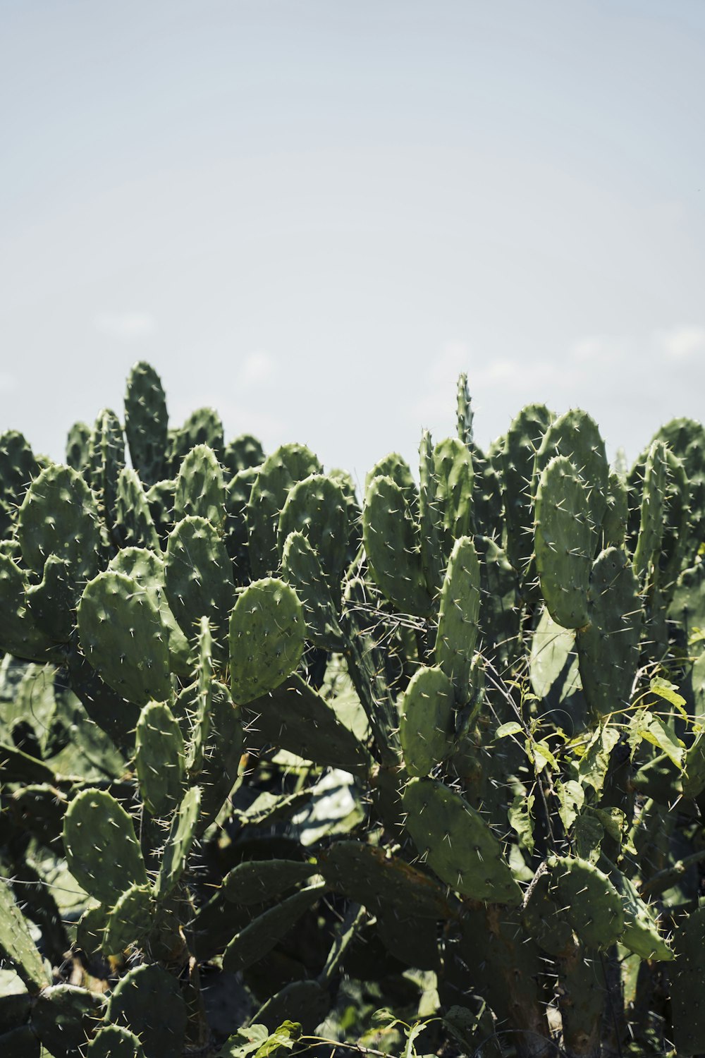 green cactus plant under white sky during daytime