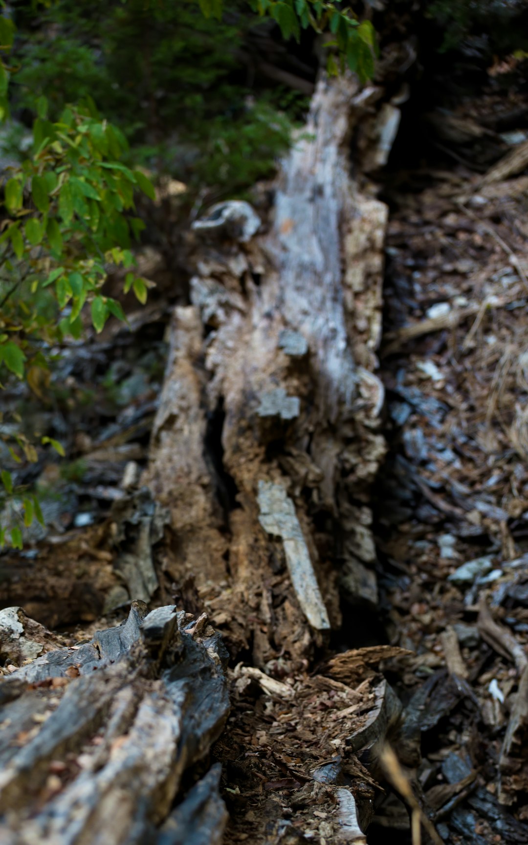 brown tree trunk with green leaves