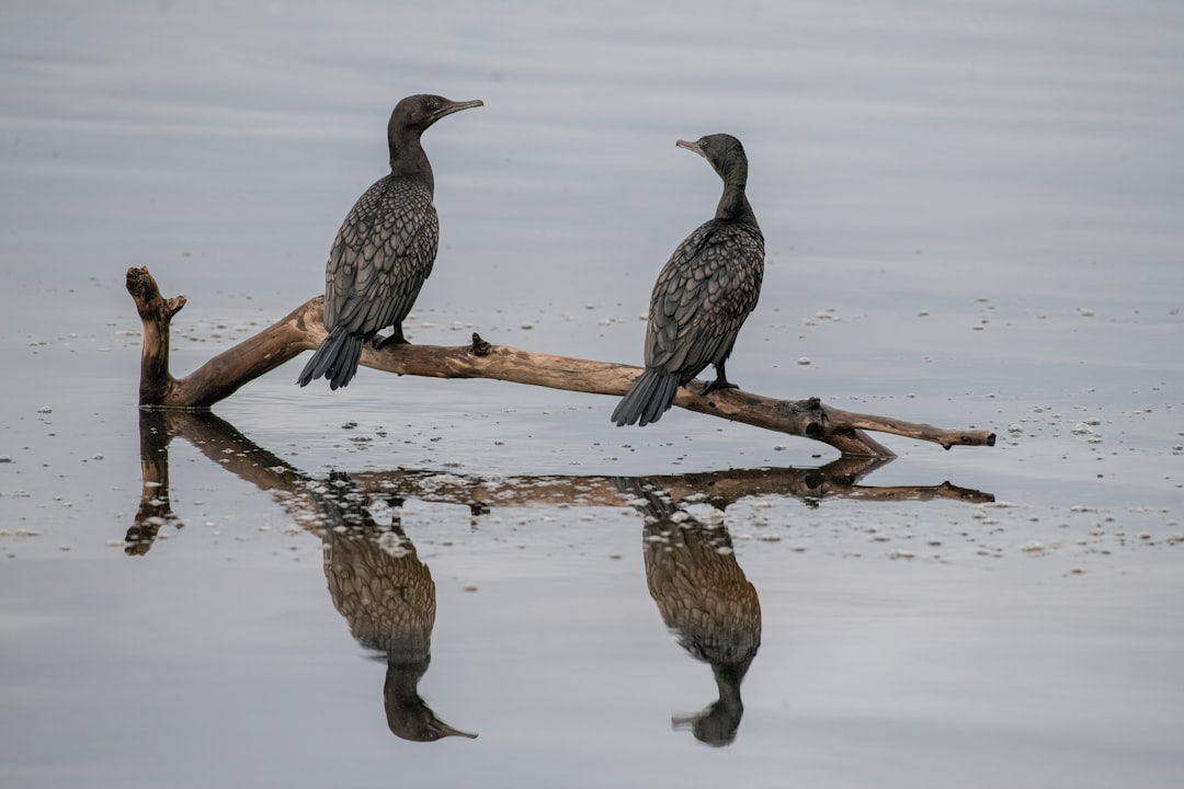 Wildlife photo spot St Georges Basin NSW Currarong